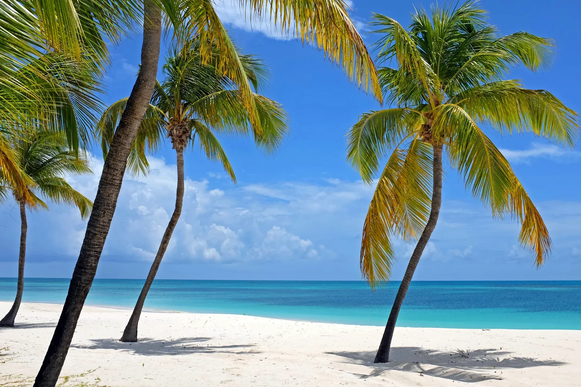 Barbuda shoreline panorama