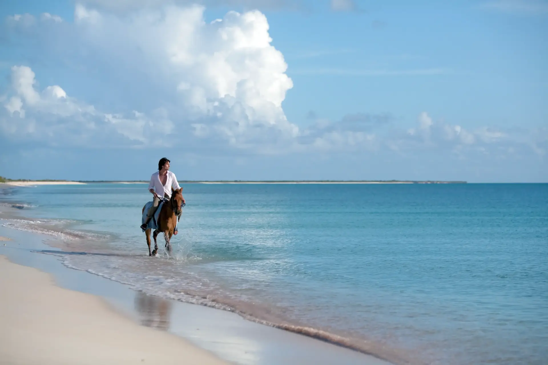 Horses swimming off the Barbuda coastline